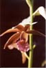 An Orchid