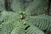 This tree fern was very similar to ones we had seen in New Zealand.