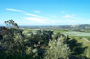 Napier from Peter's garden